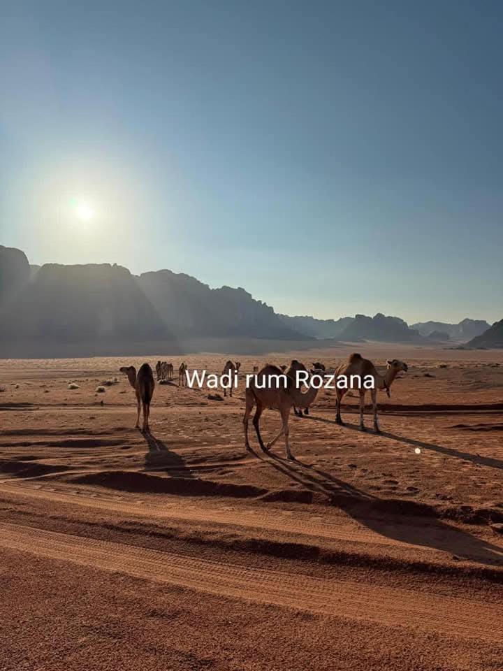Wadi Rum Rozana Camp Екстер'єр фото